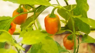 Chiles que debes probar en tu visita a la Riviera Maya