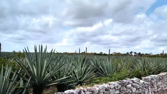 Entre las mayores dificultades que enfrentan los productores está la distribución política de los estímulos y el desinterés de los jóvenes en trabajar la tierra Entre las mayores dificultades que enfrentan los productores está la distribución política de los estímulos y el desinterés de los jóvenes en trabajar la tierra