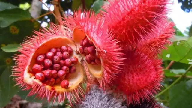 Asimismo también es usado como colorante en industrias como la cosmética y farmacéutica