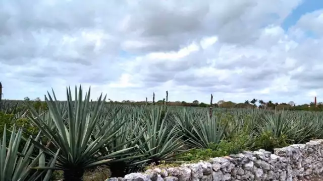 Entre las mayores dificultades que enfrentan los productores está la distribución política de los estímulos y el desinterés de los jóvenes en trabajar la tierra