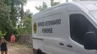 Investigan envenenamiento masivo de mascotas en Ixil; suman 15 perros y gatos muertos
