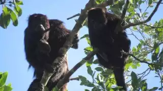 Mono aullador, atractivo natural de Pioneros del Río en Calakmul, piden cuidarlos