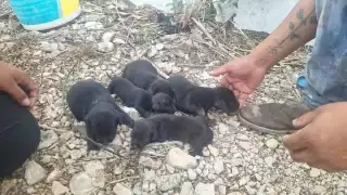 Bomberos combaten incendio que consumió un área de maleza en el Fracc. Piedra de Agua, Umán