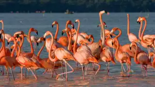 El fenómeno no ha impactado directamente a la fauna en Celestún