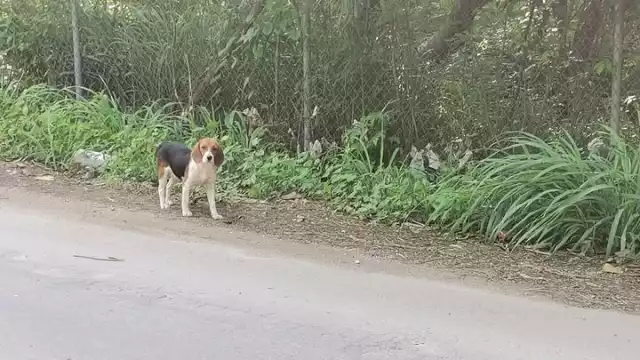 Se trataba de animales sin hogar pero que no lastimaban a nadie, aunque algunos vecinos se mostraban en su contra