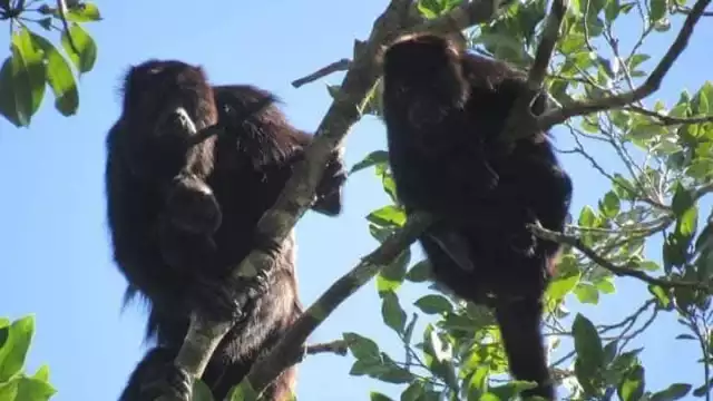 Esta especie considerada de particular belleza se encuentra en peligro de extinción, pero aún se pueden ver en los árboles.