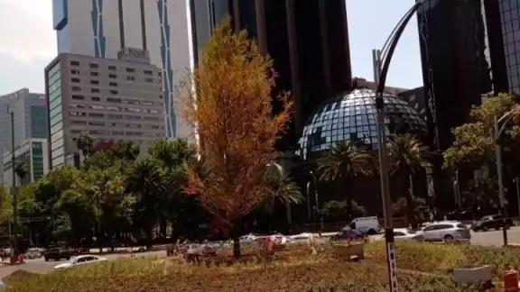 El ahuehuete que suplió a la palma en Reforma apenas se está adaptando al lugar. Foto: Especial