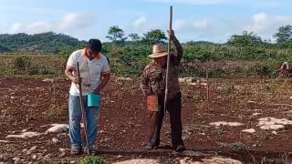 El xuul: La herramienta maya con la que campesinos de Hecelchakán siembran maíz en terrenos pedregosos