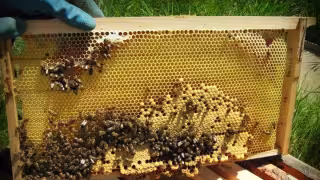 Día Mundial de las Abejas: cinco beneficios de la miel yucateca para la salud y el bienestar