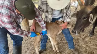 Campeche suma 11 nuevos casos de miasis por mosca del Gusano Barrenador