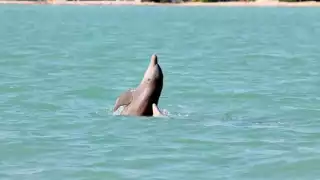 Los métodos que utilizan los investigadores marinos para saber hacia dónde se desplazan y dónde ubicar a los cetáceos incluye transmisores satelitales