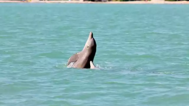Los métodos que utilizan los investigadores marinos para saber hacia dónde se desplazan y dónde ubicar a los cetáceos incluye transmisores satelitales
