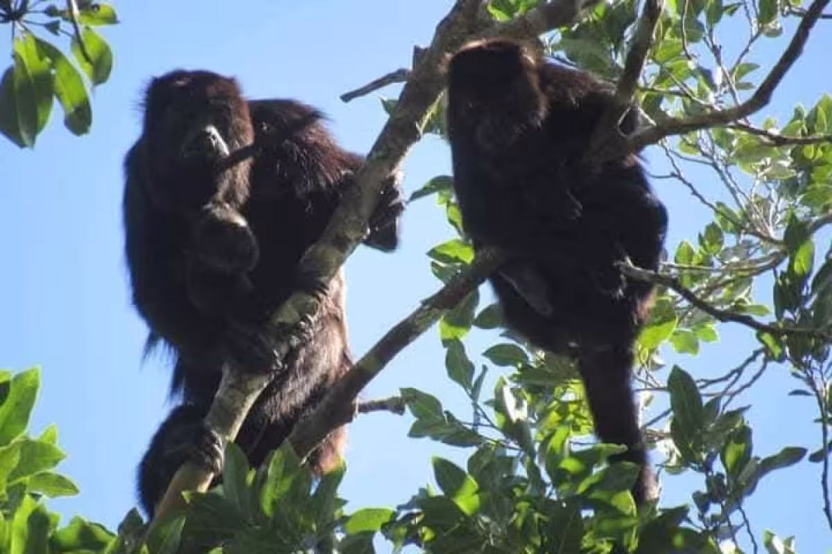 Mono aullador, atractivo natural de Pioneros del Río en Calakmul, piden ...