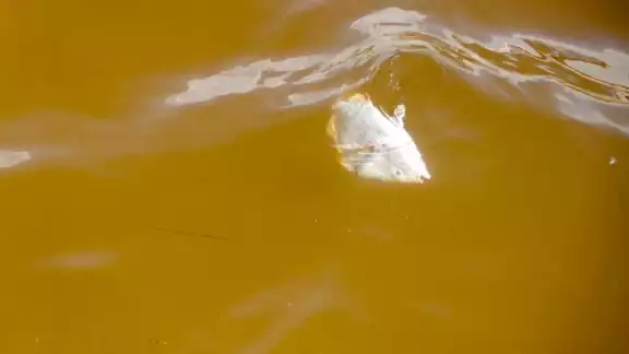 La marea roja es un fenómeno natural, pero se acelera con la acción del hombre y la contaminación