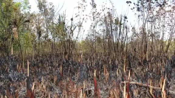 De los 80 incendios activos solo 10 se concentran en la Región Sureste del país De los 80 incendios activos solo 10 se concentran en la Región Sureste del país