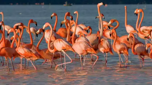 El fenómeno no ha impactado directamente a la fauna en Celestún El fenómeno no ha impactado directamente a la fauna en Celestún