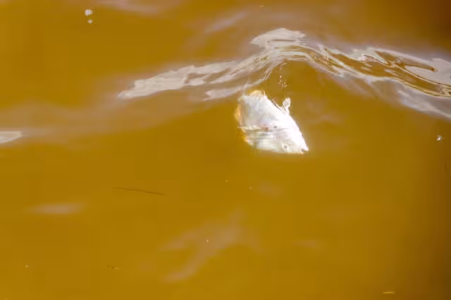La marea roja es un fenómeno natural, pero se acelera con la acción del hombre y la contaminación