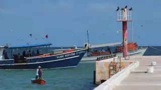  Inicia la temporada de  pulpo con incertidumbre en Yucatán: hay escasez de hielo y carnada en los puertos