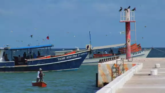 Más de 14 mil embarcaciones lidian con la escasez de hielo y de carnada en los puertos yucatecos Más de 14 mil embarcaciones lidian con la escasez de hielo y de carnada en los puertos yucatecos