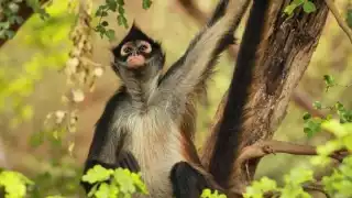 Monos araña no son mascotas, recuerda activista en Yucatán