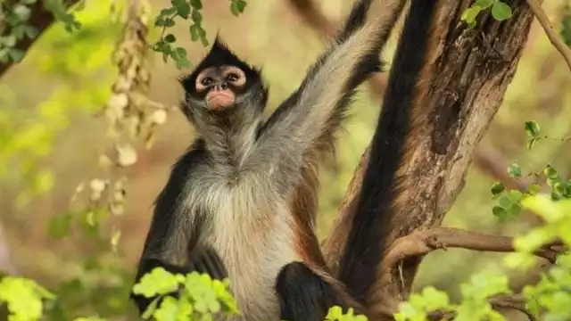 En Yucatán existe un mercado negro que trafica animales silvestres y en peligro de extinción