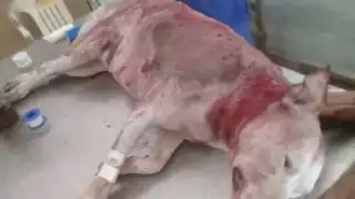 Un turista fue quien dio aviso a los elementos policiacos