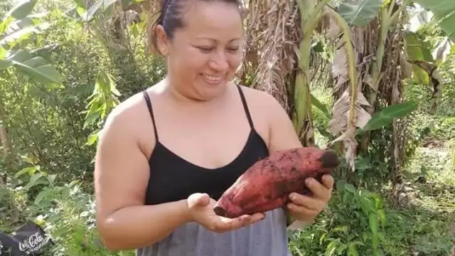 El tubérculo es a veces utilizado para preparar el pib, tradicional platillo del Hanal Pixán
