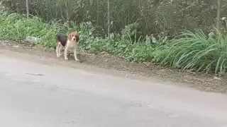 Preocupa creciente asesinato de mascotas en Campeche:  4 casos en enero