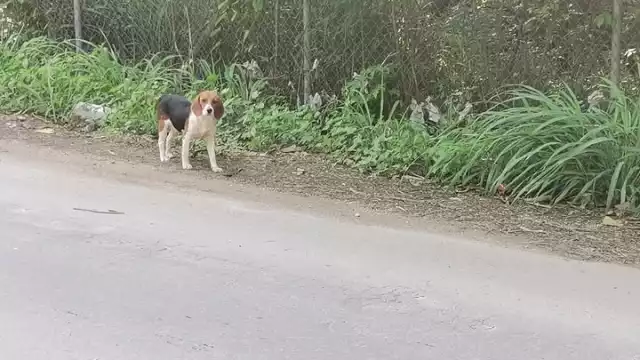 En enero, ya se reportaron cuatro homicidios de animales, principalmente a balazos y con violencia