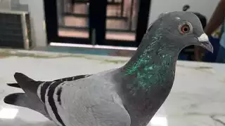 Paloma viaja desde Cuba hasta Mótul, Yucatán