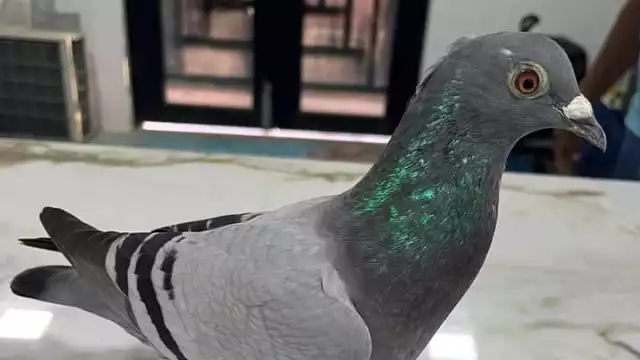 Paloma viaja desde Cuba hasta Motul, Yucatán.