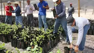 Gobierno de AMLO creará corredor forestal en Campeche de 22 mil hectáreas