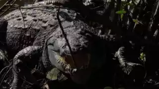 En Progreso, reportan avistamiento de un caimán de más de 100 kilos