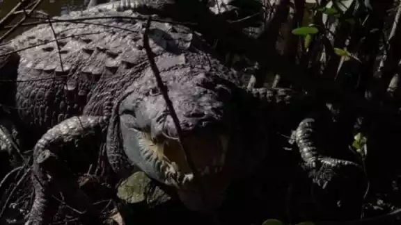 En la reserva pueden observarse alrededor de 2 mil ejemplares de esta especie semiacuática