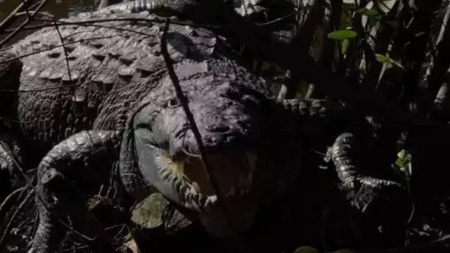 En la reserva pueden observarse alrededor de 2 mil ejemplares de esta especie semiacuática