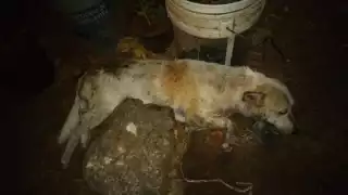 Recientemente, diez mascotas murieron por este delito.