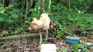 Vecino rescata a un perro abandonado en el 'Pueblo Fantasma' de Cozumel