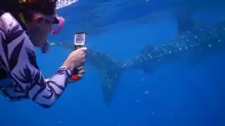 Algunos operadores de servicios acuáticos informaron que las reservaciones para los tours han aumentado