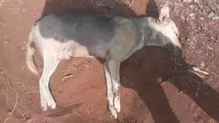 Envenenan a 8 perros en Acanceh; entre estos dos cachorros