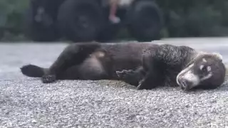 Ciudadanos advierten lo que podría pasar con el mapache enano en la nueva carretera rumbo a Isla de la Pasión