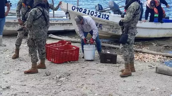 Es el segundo caso de pesca de pulpo con compresores en Sabancuy Es el segundo caso de pesca de pulpo con compresores en Sabancuy