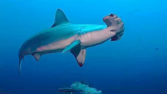 Los pobladores indicaron que estaban realizando snorkel cuando fueron sorprendidos por el tiburón martillo en Xcalak
