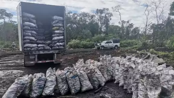 En el lugar se localizó un tracto camión acoplado a un semirremolque tipo caja cargado con mil 80 costales del recurso maderable