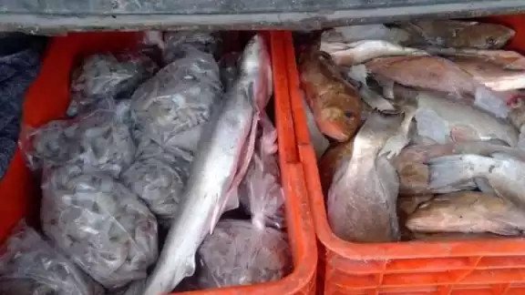 Alguno de los síntomas por consumir el pescado contaminando son diarrea, vómito, dolor estomacal, extremidades pesadas, cansancio muscular y calambres Alguno de los síntomas por consumir el pescado contaminando son diarrea, vómito, dolor estomacal, extremidades pesadas, cansancio muscular y calambres