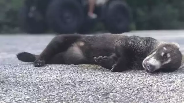 Ciudadanos advierten lo que podría pasar con el mapache enano en la nueva carretera rumbo a Isla de la Pasión