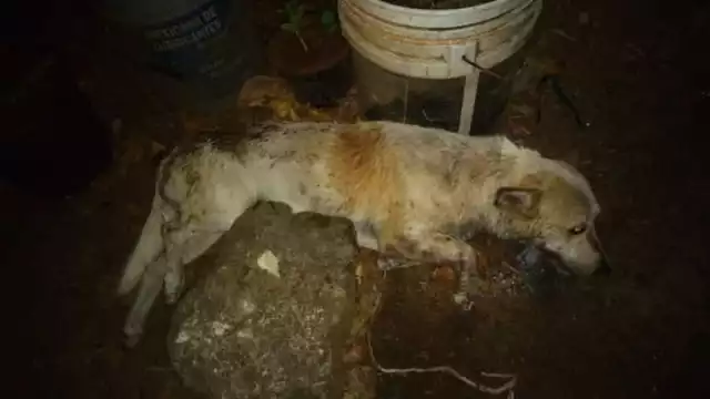 Recientemente, diez mascotas murieron por este delito.