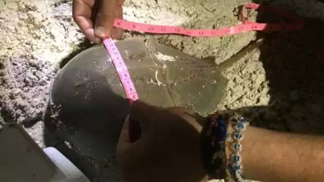 En un estudio realizado por un laboratorio se encontraron residuos de glifosato en los animales de Río Lagartos