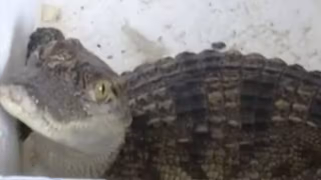 Una familia recibió por equivocación un cocodrilo