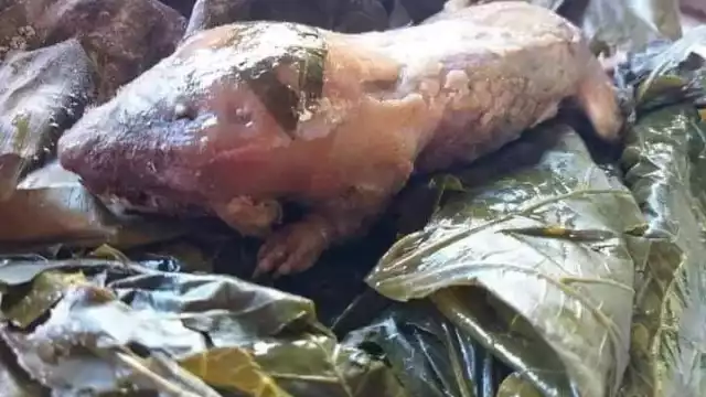 La tuza se prepara de diversas formas en comunidades de Yucatán