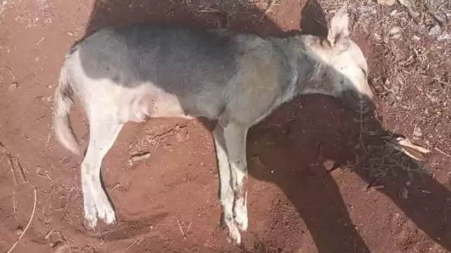 Vecinas afectadas alertan a los habitantes para que cuiden a sus mascotas y eviten que sean asesinadas